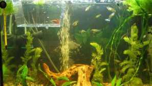 Frys v spoločnom akváriu: popis, fotografia, video